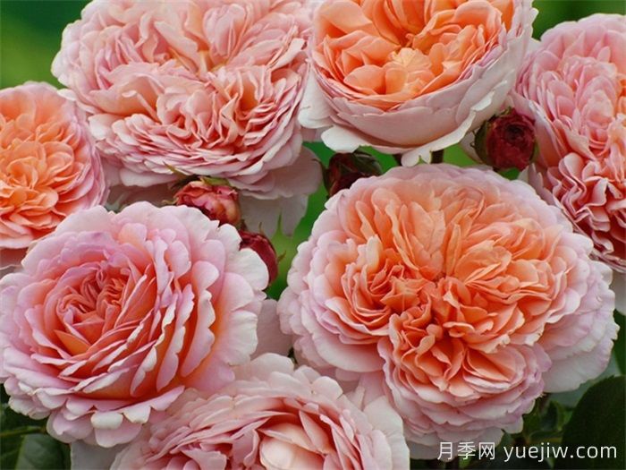 15款經(jīng)典月季花，好看好養(yǎng)，月季花開(kāi)看花海！(圖2)