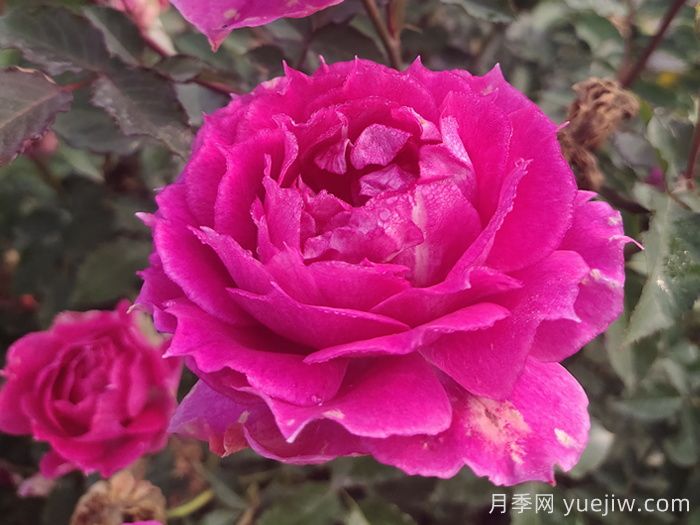 15款經(jīng)典月季花，好看好養(yǎng)，月季花開(kāi)看花海！(圖5)