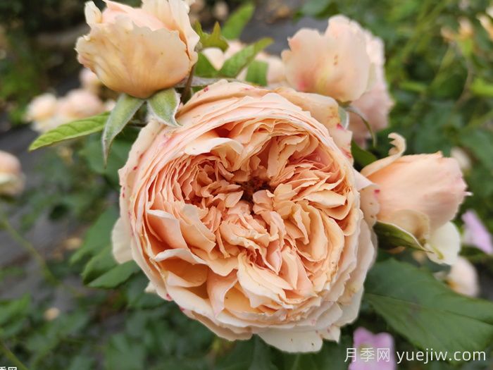 15款經(jīng)典月季花，好看好養(yǎng)，月季花開(kāi)看花海！(圖6)