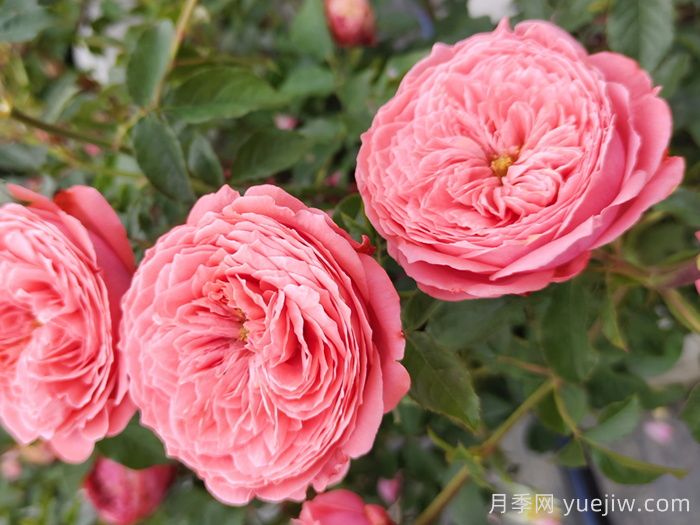 關(guān)于月季花顏色寓意，你不知道的花語(yǔ)(圖2)