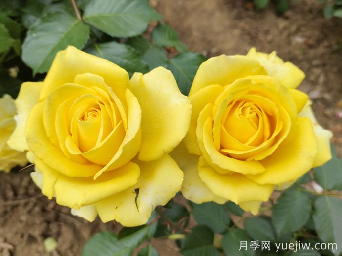 關(guān)于月季花顏色寓意，你不知道的花語(yǔ)(圖3)