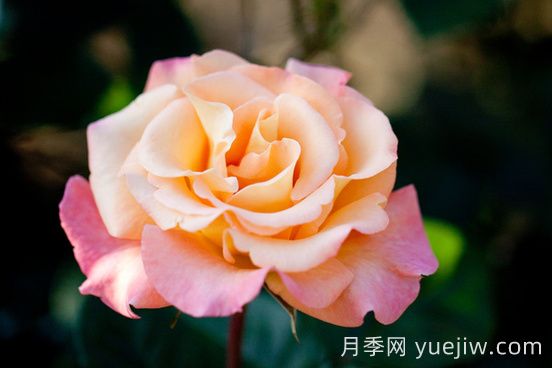 蒙娜麗莎油畫月季介紹和優(yōu)缺點(圖1)