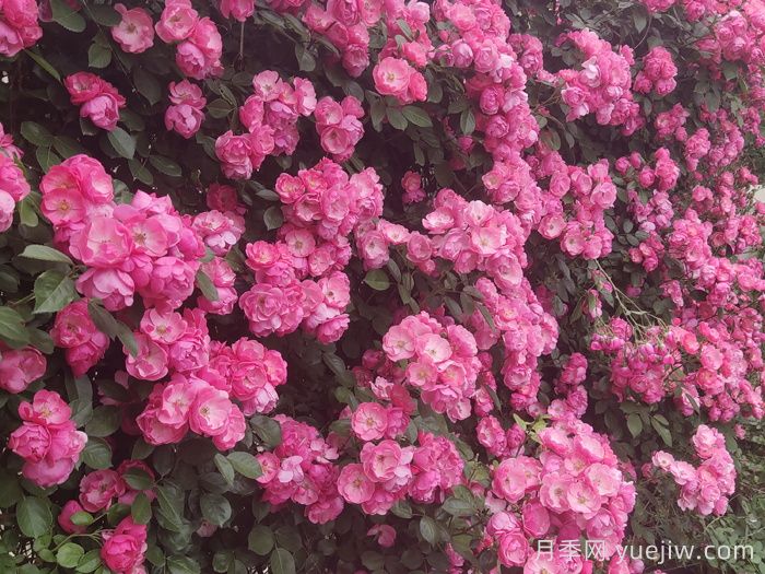 廣東廣西十大爬藤月季排名榜(圖3)