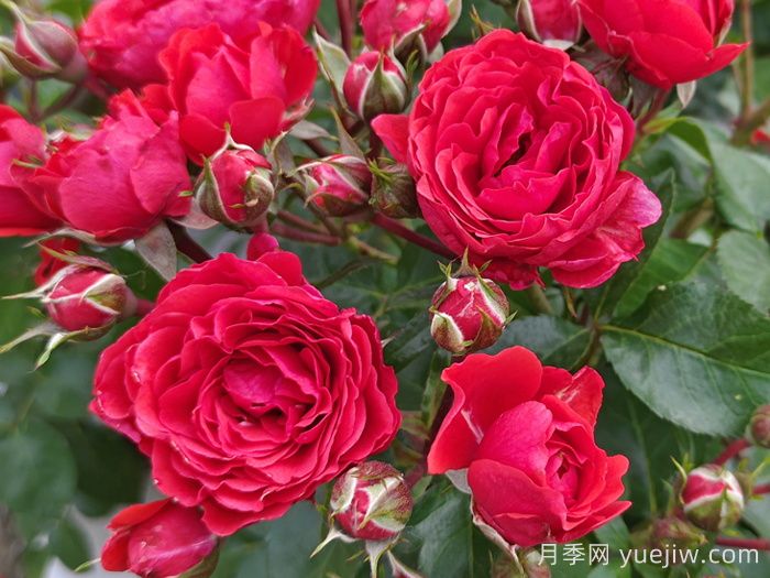 奇卡門廊月季介紹和優(yōu)缺點(diǎn)(圖1)