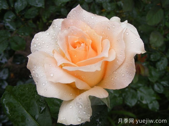 卡薩諾瓦月季介紹和優(yōu)缺點(圖1)