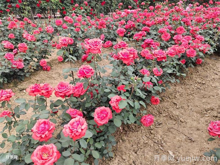 60種適合河北綠化種植的灌木品種(圖1)