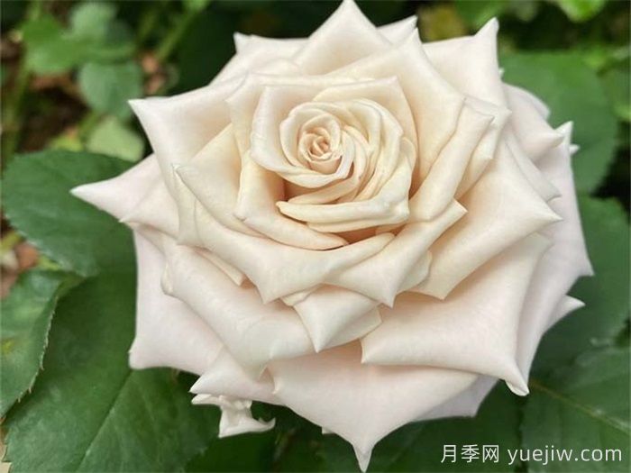條件有限，適合陽(yáng)臺(tái)的12款月季(圖4)