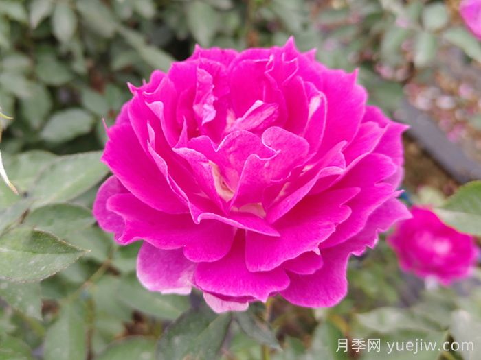 條件有限，適合陽(yáng)臺(tái)的12款月季(圖7)