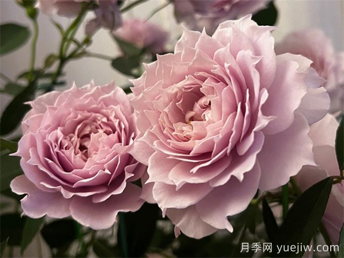 條件有限，適合陽(yáng)臺(tái)的12款月季(圖8)