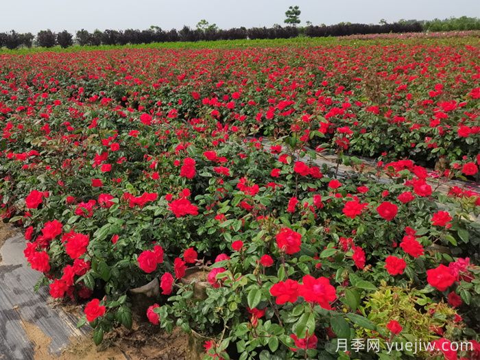 夏天烈日暴曬，要給月季拉遮陽網(wǎng)嗎？(圖1)