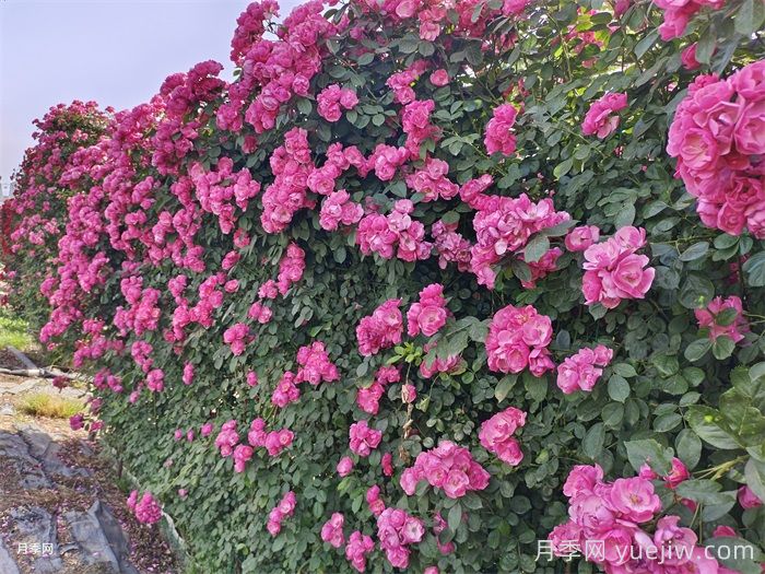 夏天可以給藤本月季塑型嗎？(圖1)