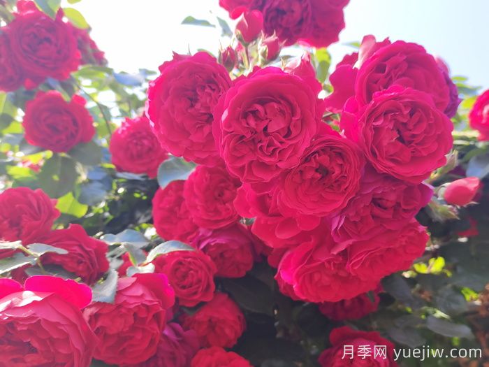 推薦10款經(jīng)典的藤本月季排行榜，你喜歡哪個？(圖1)