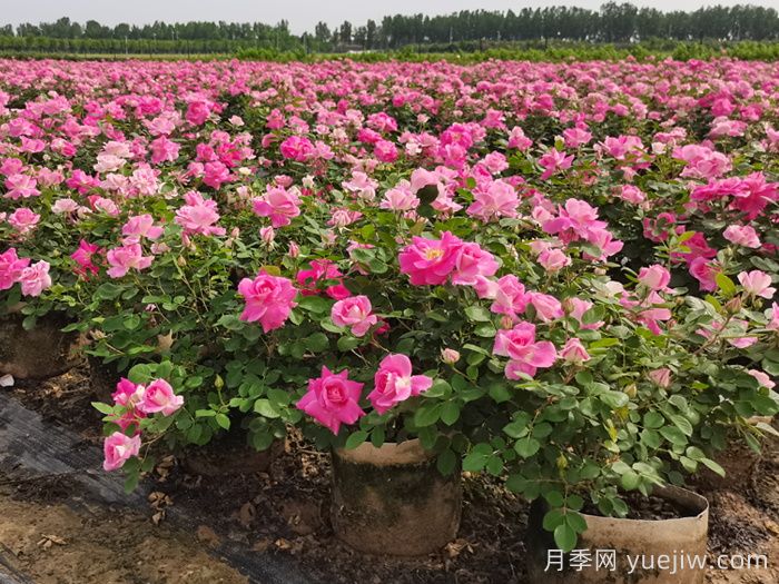 月季核心產區(qū)，河南南陽月季產業(yè)蝶變升級(圖3)
