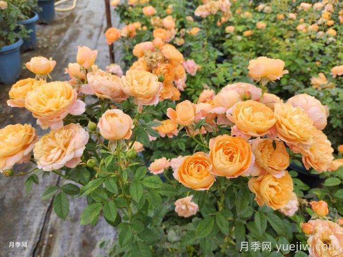 如果只能養(yǎng)一盆月季，我只要果汁陽臺(圖2)
