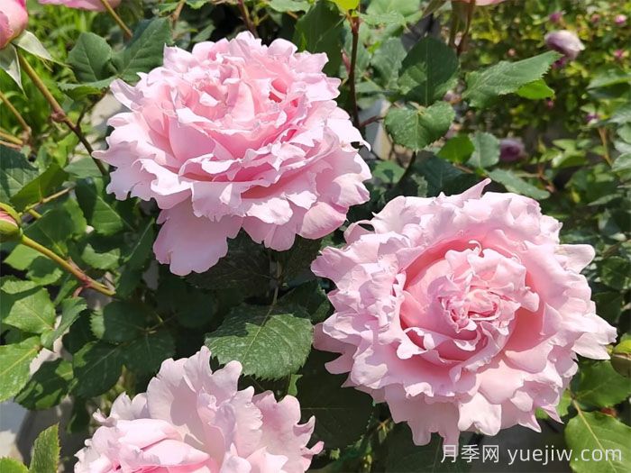 索菲羅莎月季有什么優(yōu)點(diǎn)和缺點(diǎn)？(圖1)