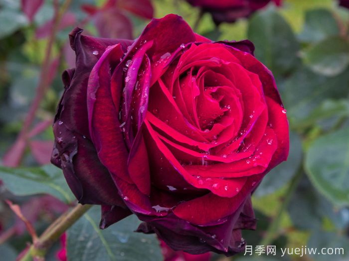 鮮切玫瑰品種有多少？花藝常用65種玫瑰品種介紹(圖2)