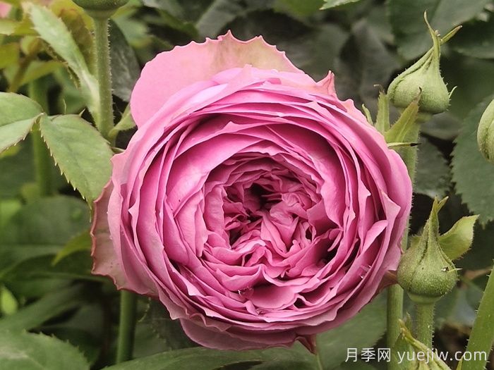 鮮切玫瑰品種有多少？花藝常用65種玫瑰品種介紹(圖11)