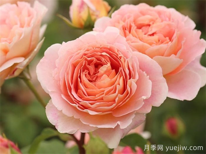 鮮切玫瑰品種有多少？花藝常用65種玫瑰品種介紹(圖8)