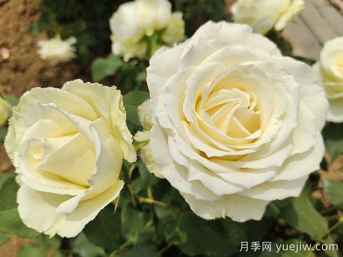 鮮切玫瑰品種有多少？花藝常用65種玫瑰品種介紹(圖12)