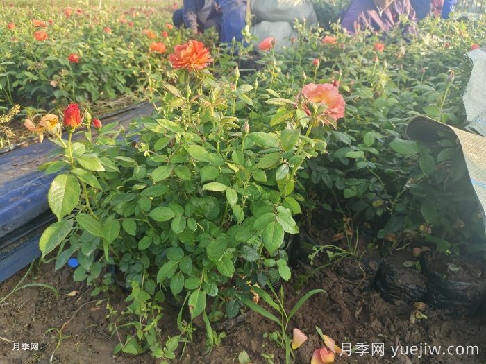 月季黑斑了，黑斑病怎么治呢？(圖1)