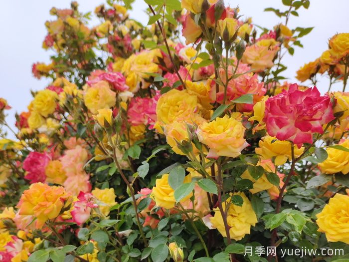藤彩虹月季介紹和優(yōu)缺點(diǎn)(圖1)