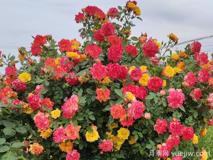  藤彩虹月季一年開(kāi)幾次花？(圖1)