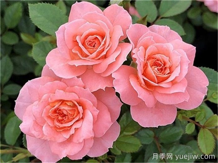 已經(jīng)踩坑，盤點(diǎn)5款月季新手勸退(圖4)