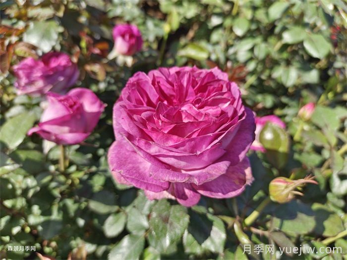推薦二廣花友5款勤花月季，耐熱耐曬耐雨淋(圖4)