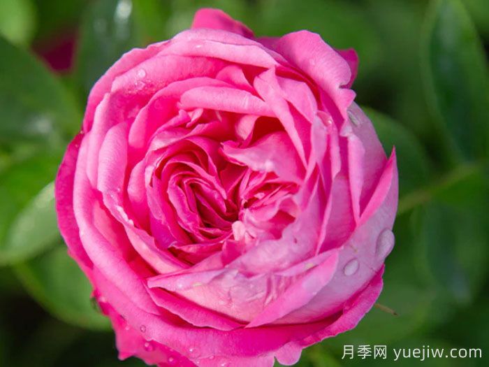 拉菲女王月季/女王長(zhǎng)青(圖3)