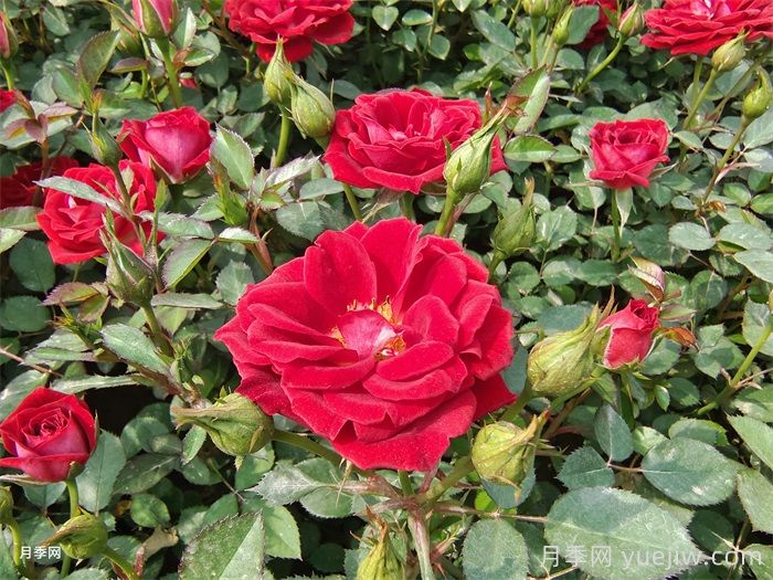 陽臺月季別亂買！花友三年養(yǎng)花經(jīng)驗告訴你(圖3)