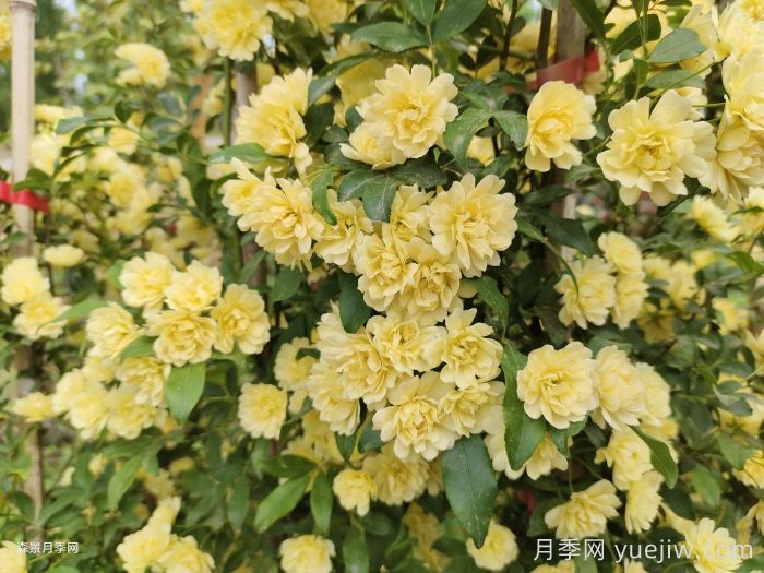 藤本月季的優(yōu)勢，爬滿圍墻就開花(圖2)