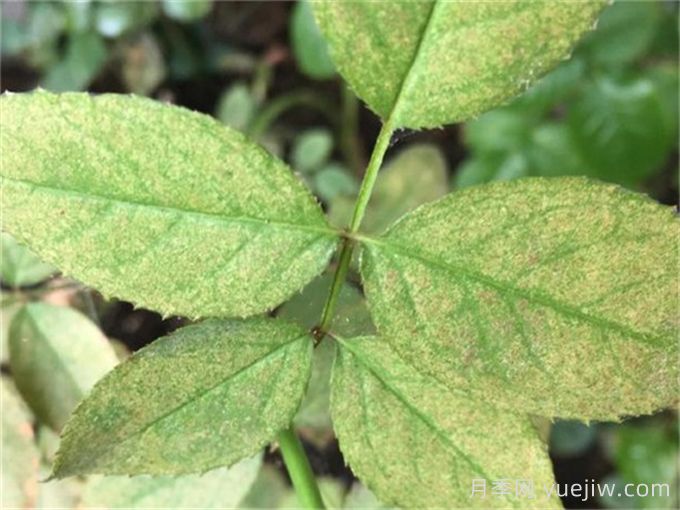 什么藥可以有效地防治月季紅蜘蛛？(圖1)