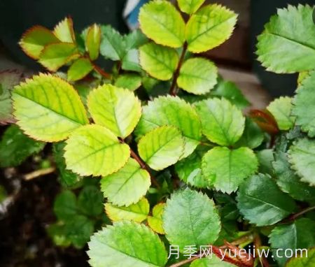 夏季月季新葉子發(fā)黃，該如何解決？(圖1)