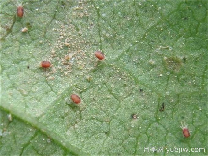 高溫悶熱，月季紅蜘蛛泛濫，如何做好預(yù)防？(圖1)