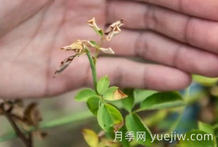 月季被高溫燙傷了怎么辦？(圖1)