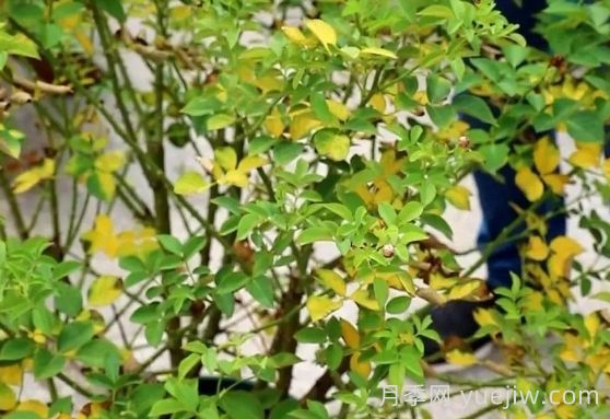 月季被高溫燙傷了怎么辦？(圖4)