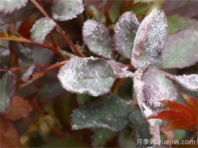 月季產(chǎn)生白粉病？給你支招解決(圖1)