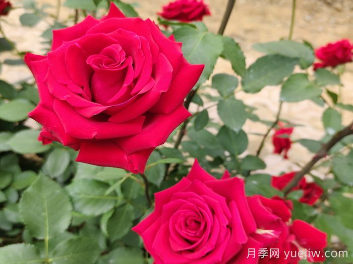 夏末秋初**波月季花，能不能看？要不要留？(圖1)