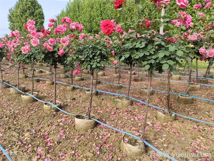 9月月季花事，月季養(yǎng)護分區(qū)域版本(圖1)