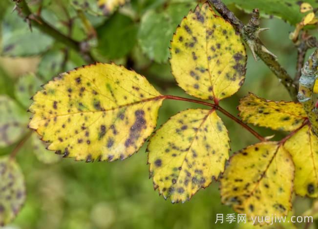 月季黃葉是因為什么原因？幫你判斷和解決(圖2)