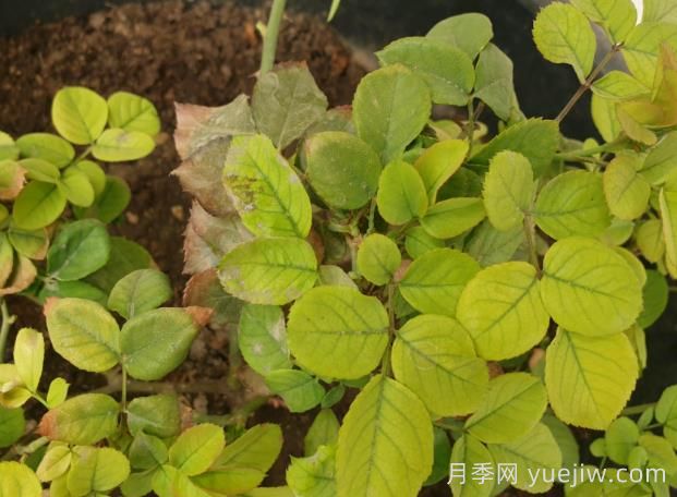 月季黃葉是因為什么原因？幫你判斷和解決(圖1)