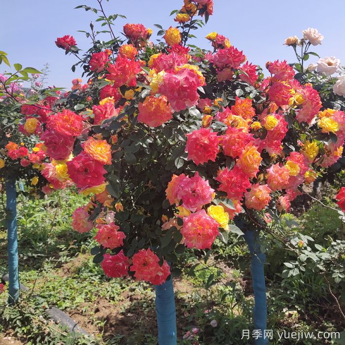 夏天開敗的月季花，如何能快速再次開花？(圖1)