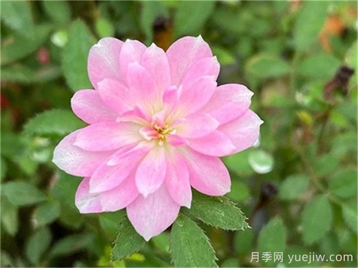 小空間能養(yǎng)的月季在這，值得入手的微型月季(圖4)