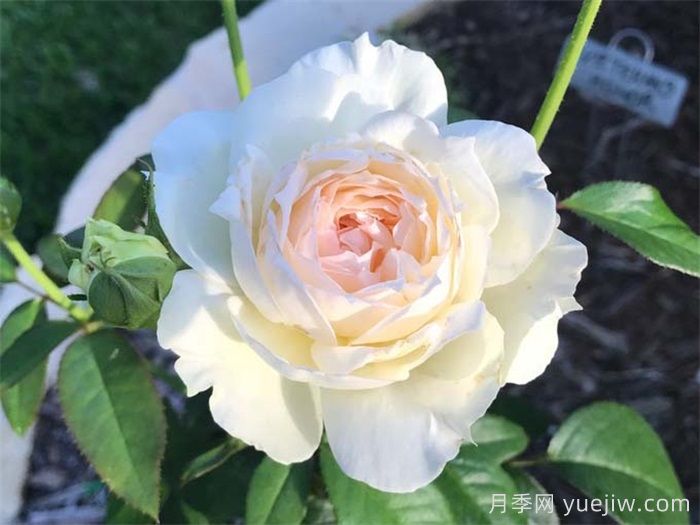 治愈系白色月季推薦，每一款都值得擁有(圖7)