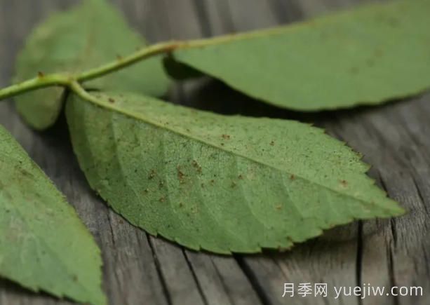 月季紅蜘蛛大爆發(fā)，怎么給它們徹底消滅干凈？(圖1)