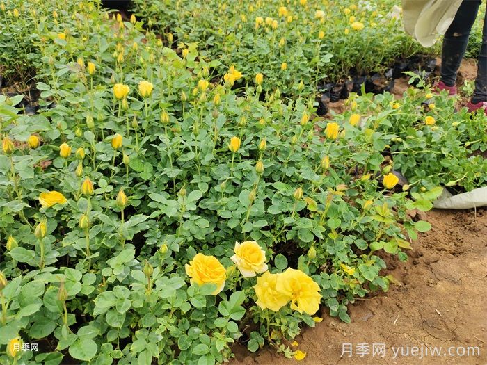 月季花養(yǎng)護技巧秘技(圖1)