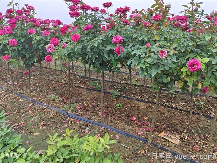 月季花養(yǎng)護技巧秘技(圖2)