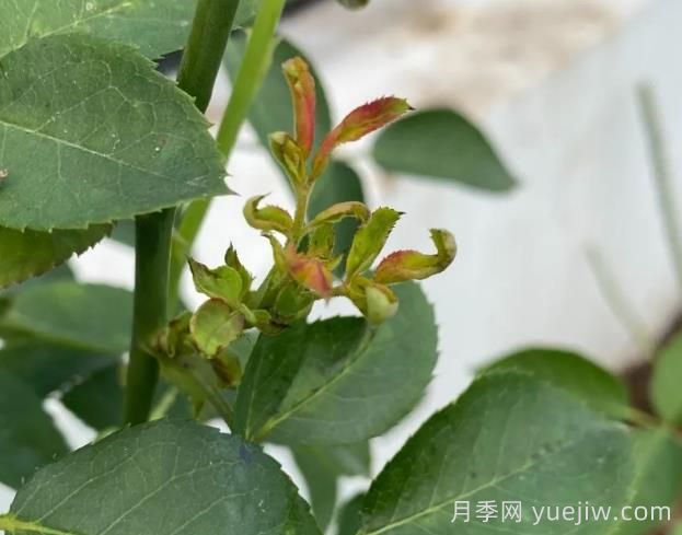 月季嫩尖干癟，到底是什么問(wèn)題產(chǎn)生的？(圖1)