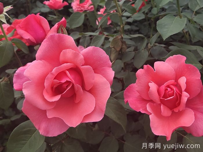 哪些月季品種適合種植在半陰環(huán)境中？(圖3)