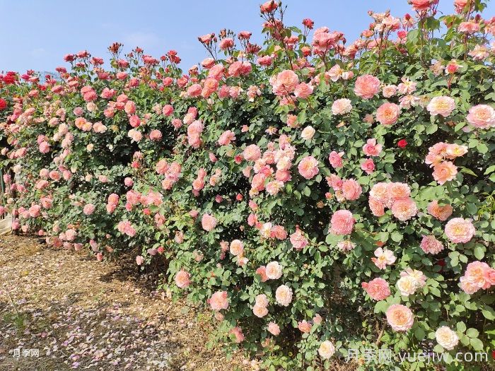 如何在半陰環(huán)境中養(yǎng)護(hù)藤本月季和豐花月季？(圖1)
